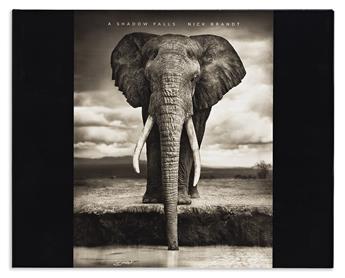 NICK BRANDT (1964- ) Elephant with Tattered Ears, Amboseli. 2008.